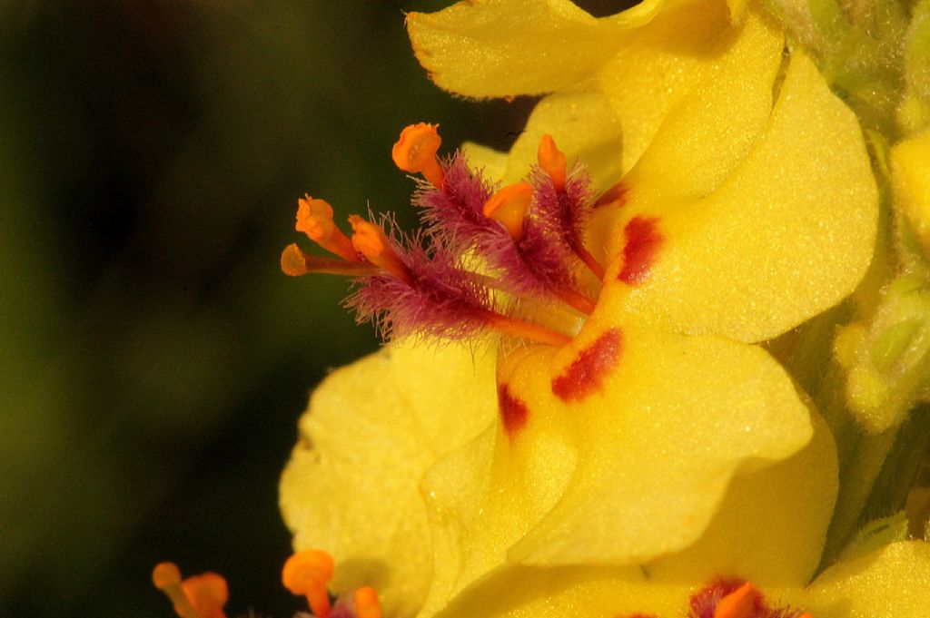 Verbascum nigrum / Verbasco nero